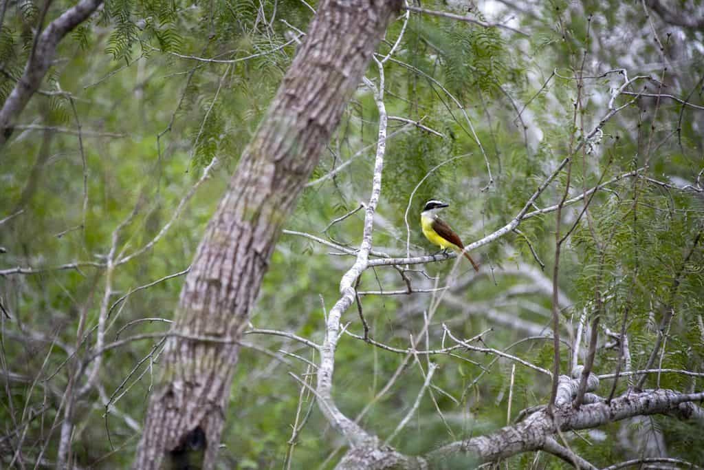 Your ultimate guide to Estero Llano Grande State Park