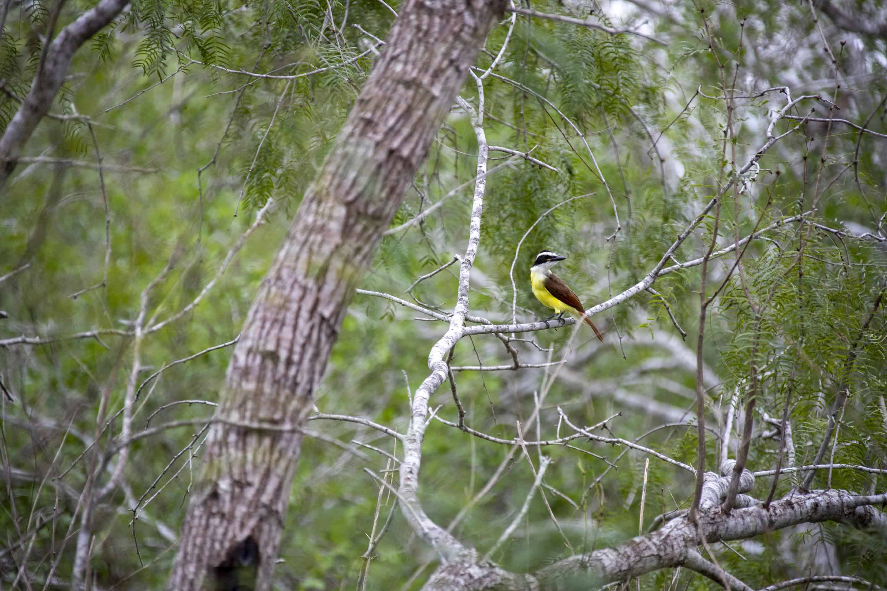 Your ultimate guide to Estero Llano Grande State Park