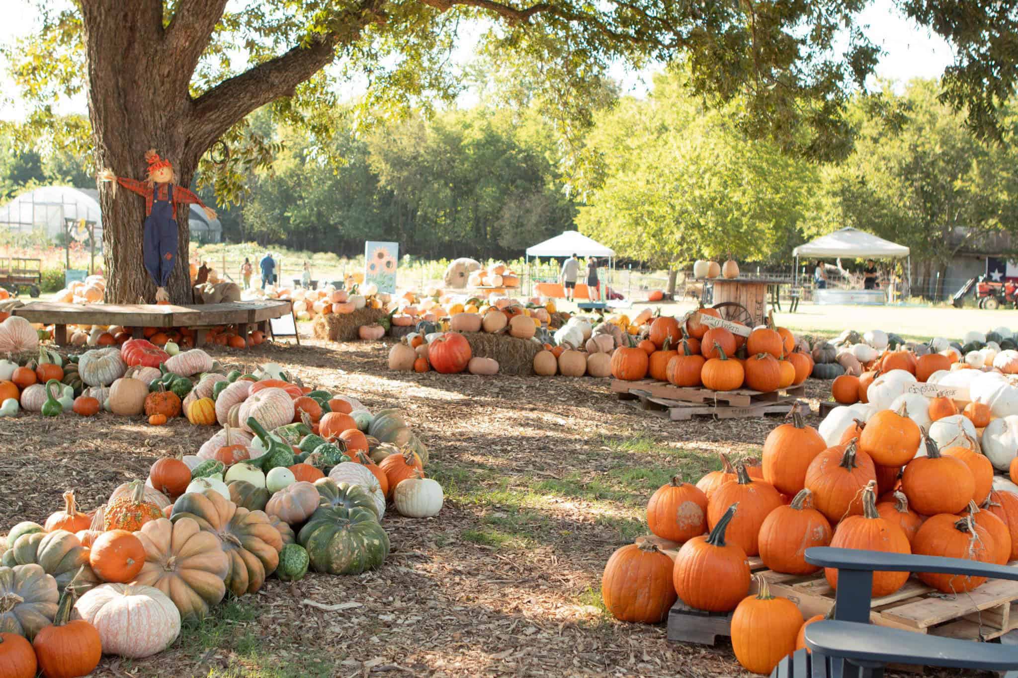 Your guide to pumpkin patches, corn mazes, & more fall fun in DFW
