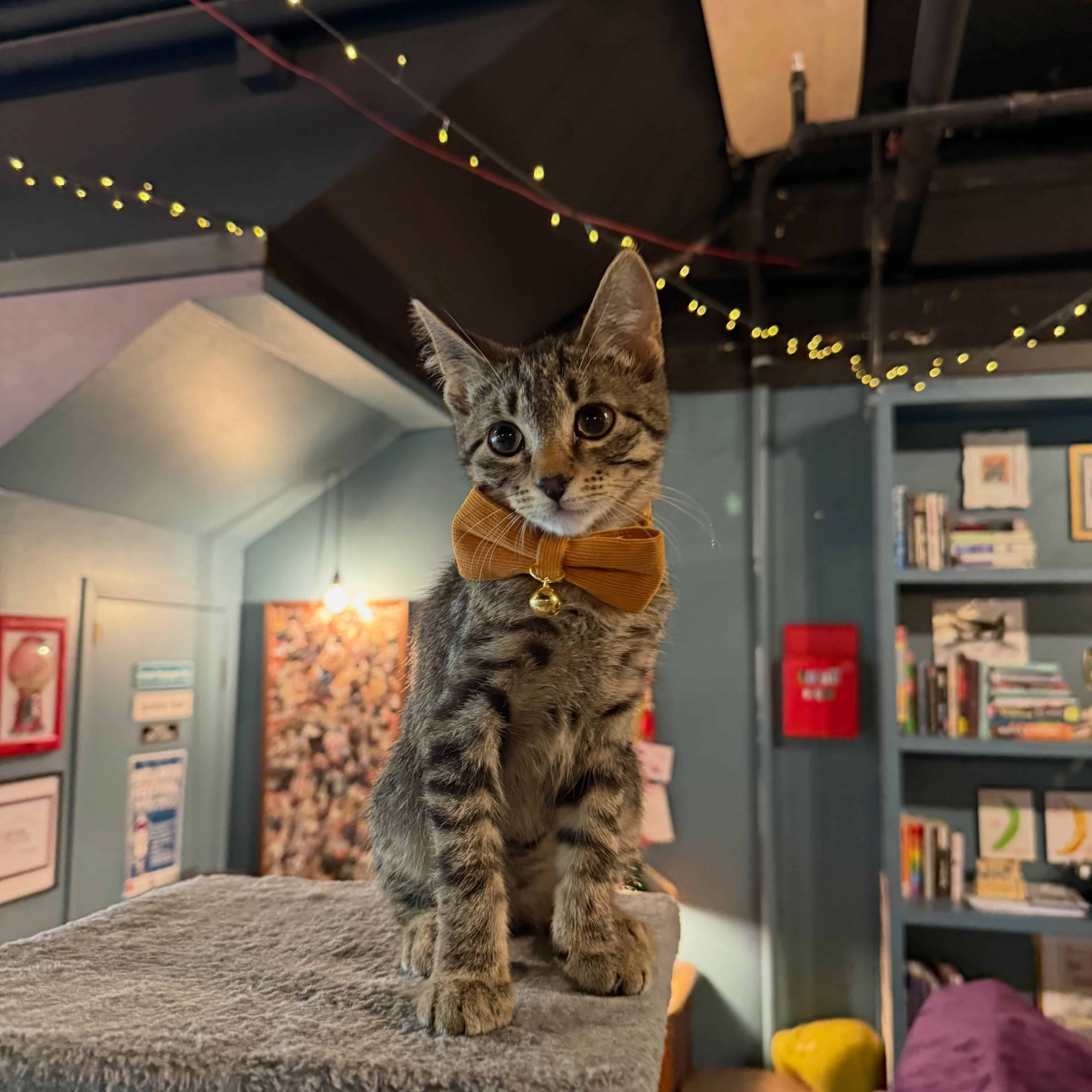 What to know about the 3 cat cafés in Iowa