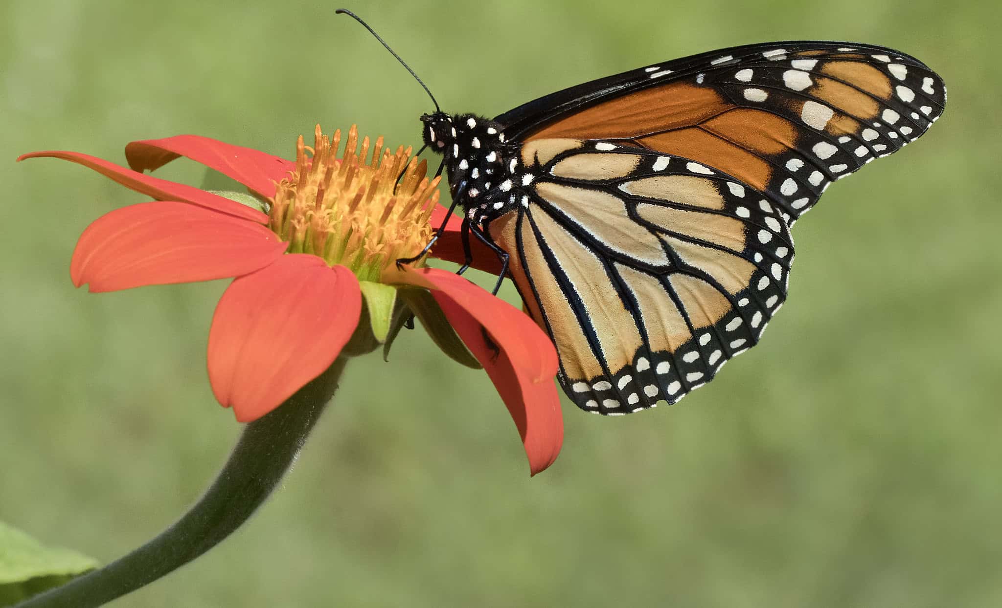 Everything to know about the 2026 autumn monarch butterfly migration in Texas