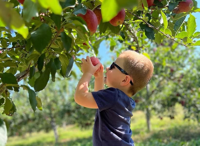 Upstate to Hudson Valley: 12 best U-pick apple orchards in New York