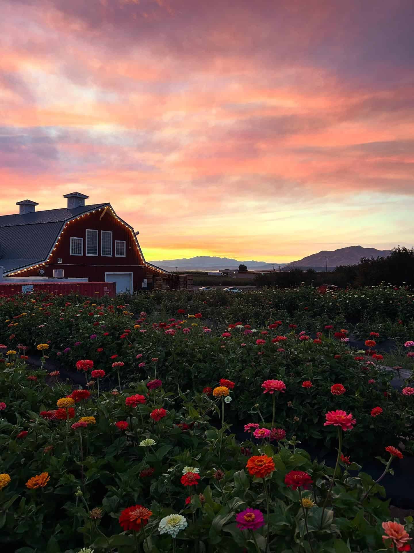 Why Utah’s apple orchards are empty this fall (and how one farmer is coping)