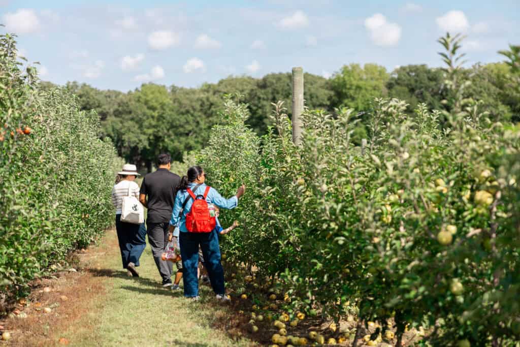 Go apple picking in Nebraska this fall at these 8 U-pick orchards & farms