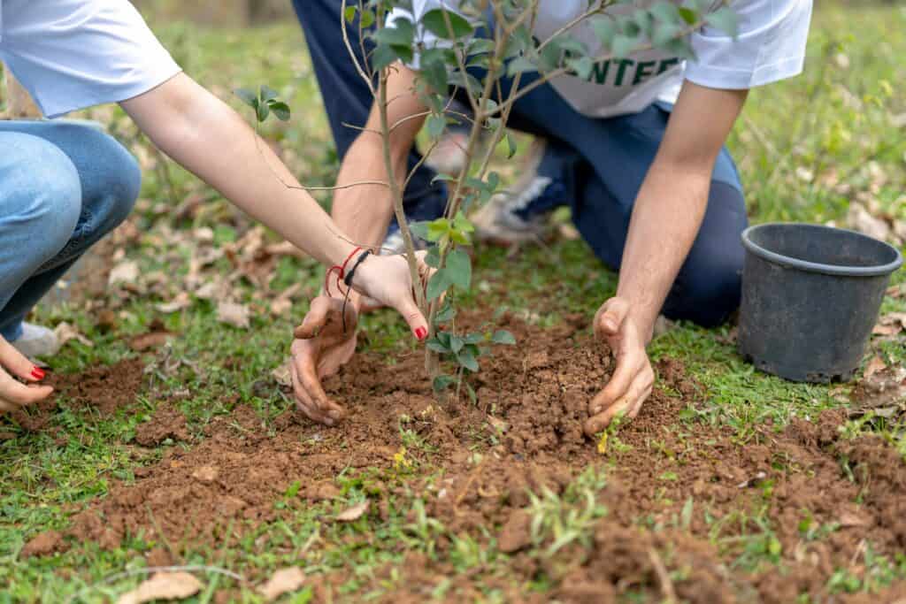 Free trees are up for grabs for Dallas residents—here’s how to register