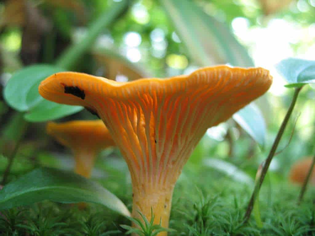 Where to try the wild foods of Wisconsin