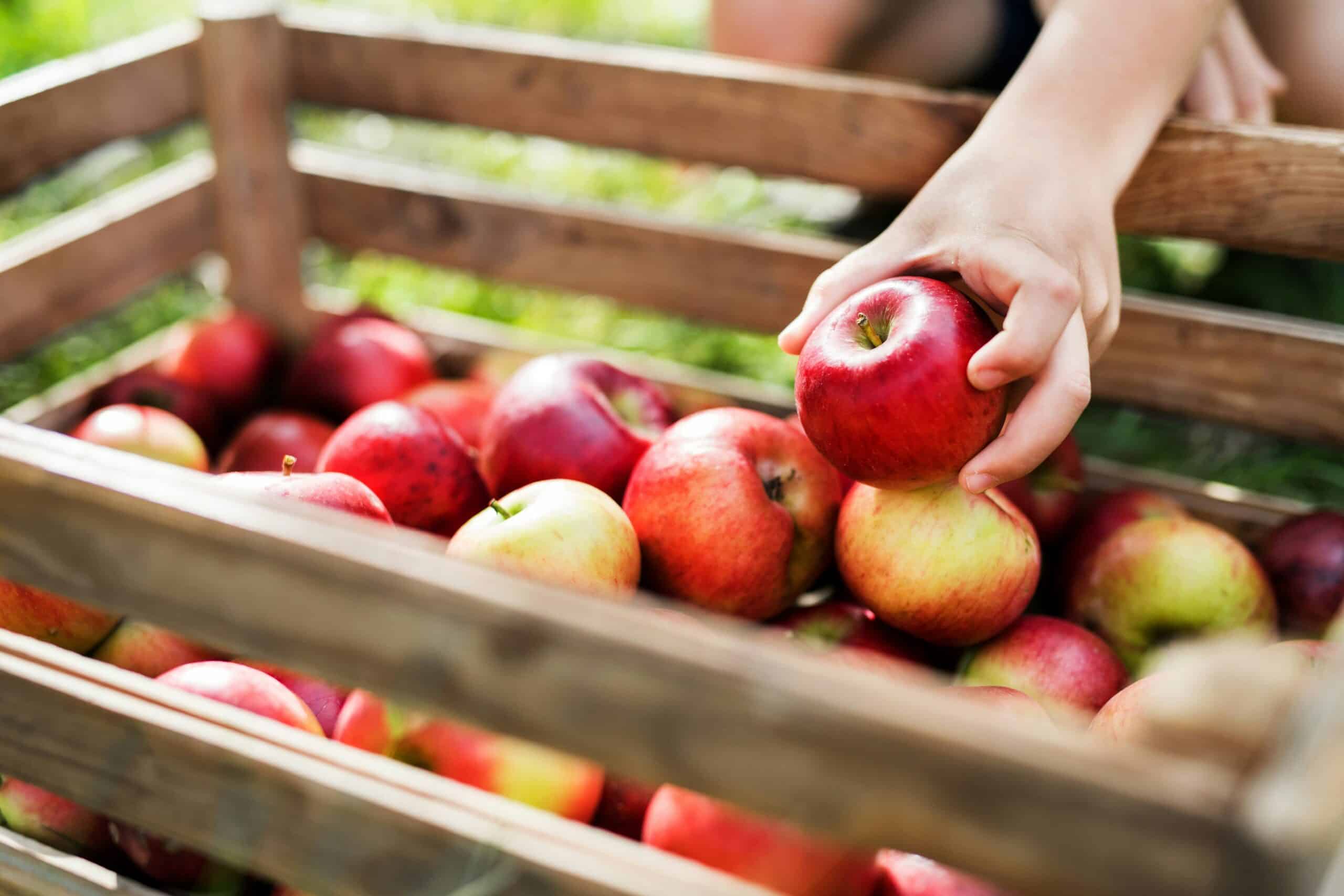 Add apple-picking to your fall 2026 bucket list: 8 Iowa U-pick farms to check out