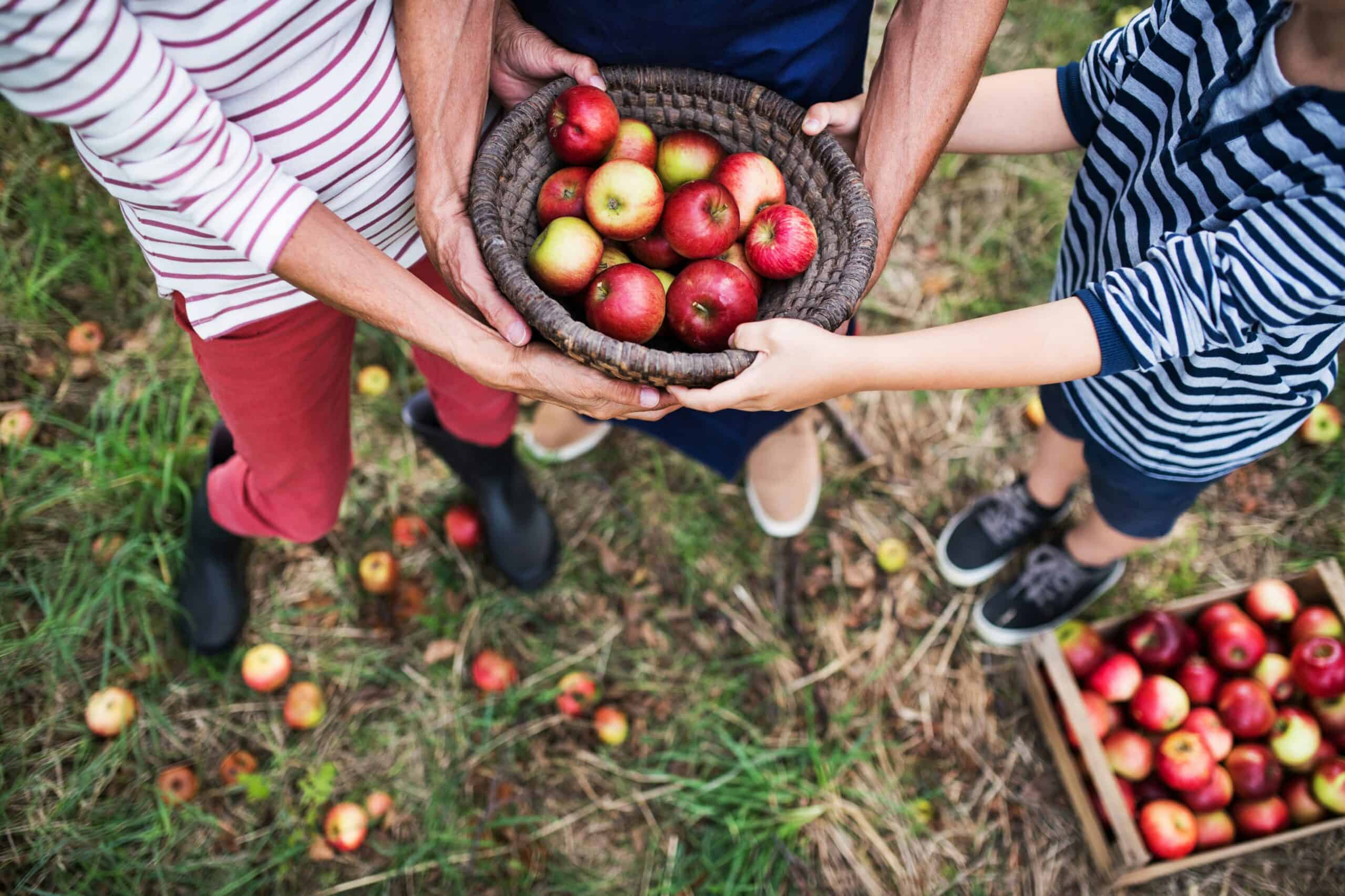 Ready to go apple picking? Here are 9 orchards in Wisconsin you’re sure to fall for