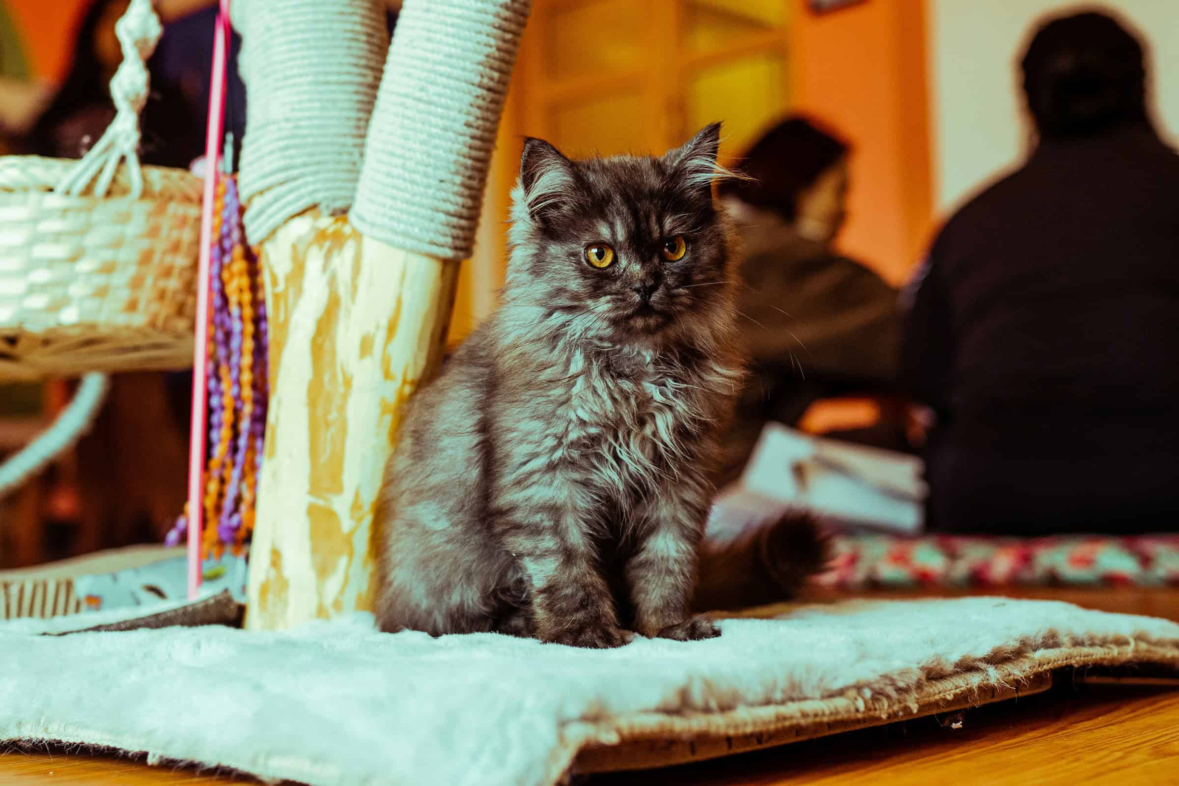 What to know about New Hampshire’s only cat cafe