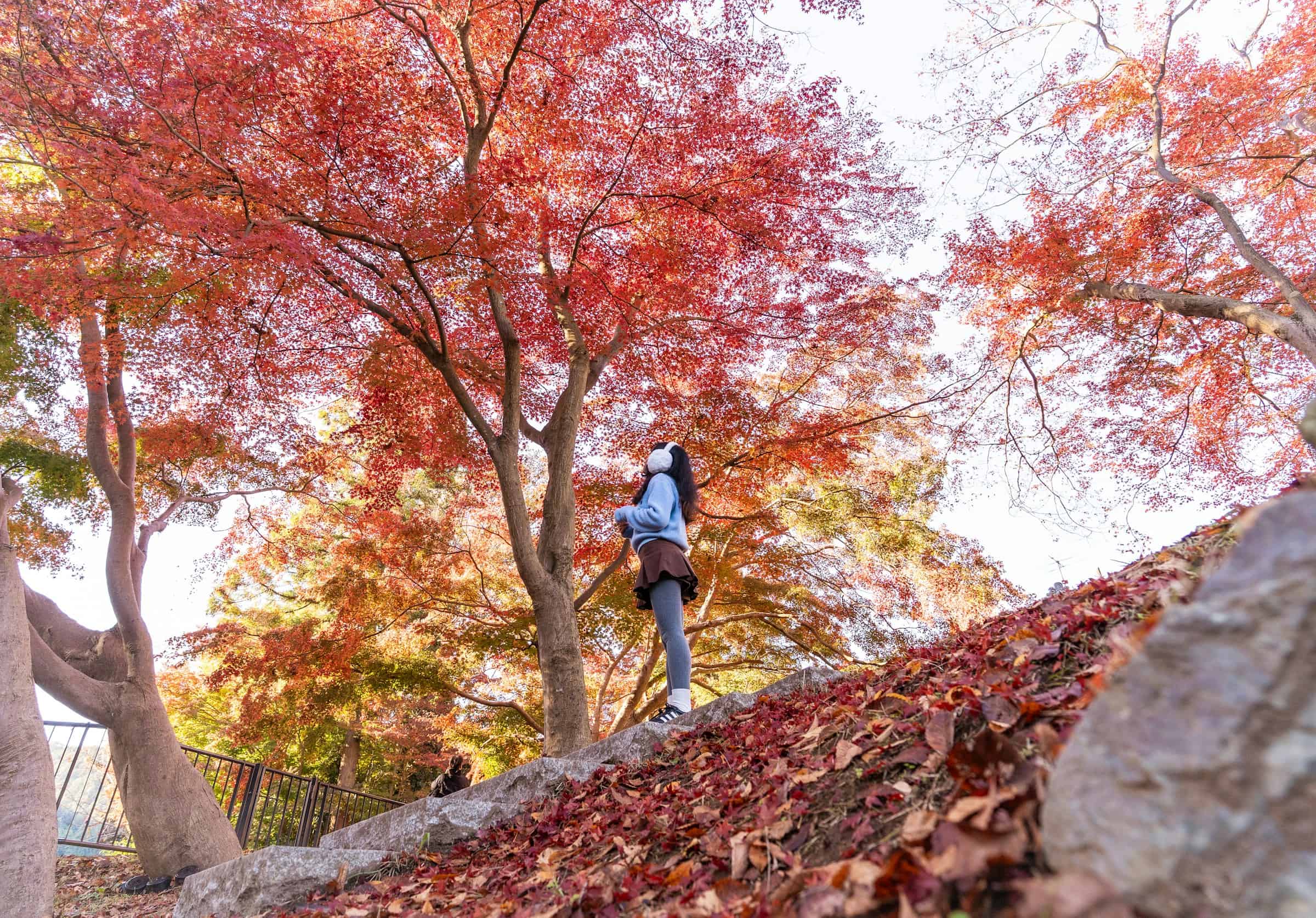 Why leaf-peeping in the Temecula Valley needs to be on your fall 2026 bucket list