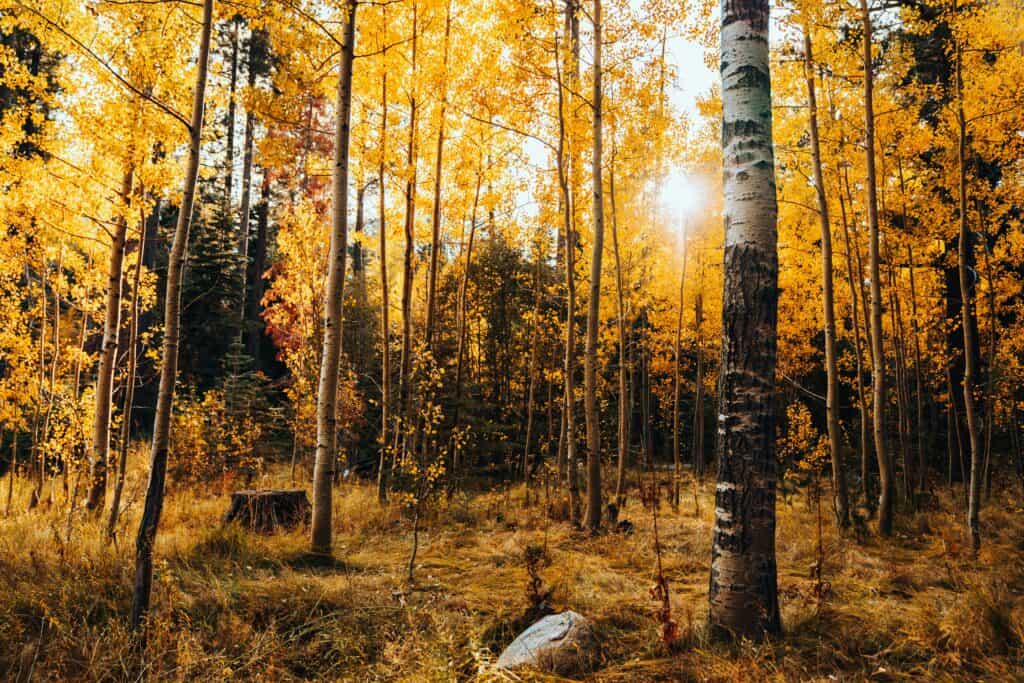 Fall 2026 guide to leaf-peeping in New Mexico