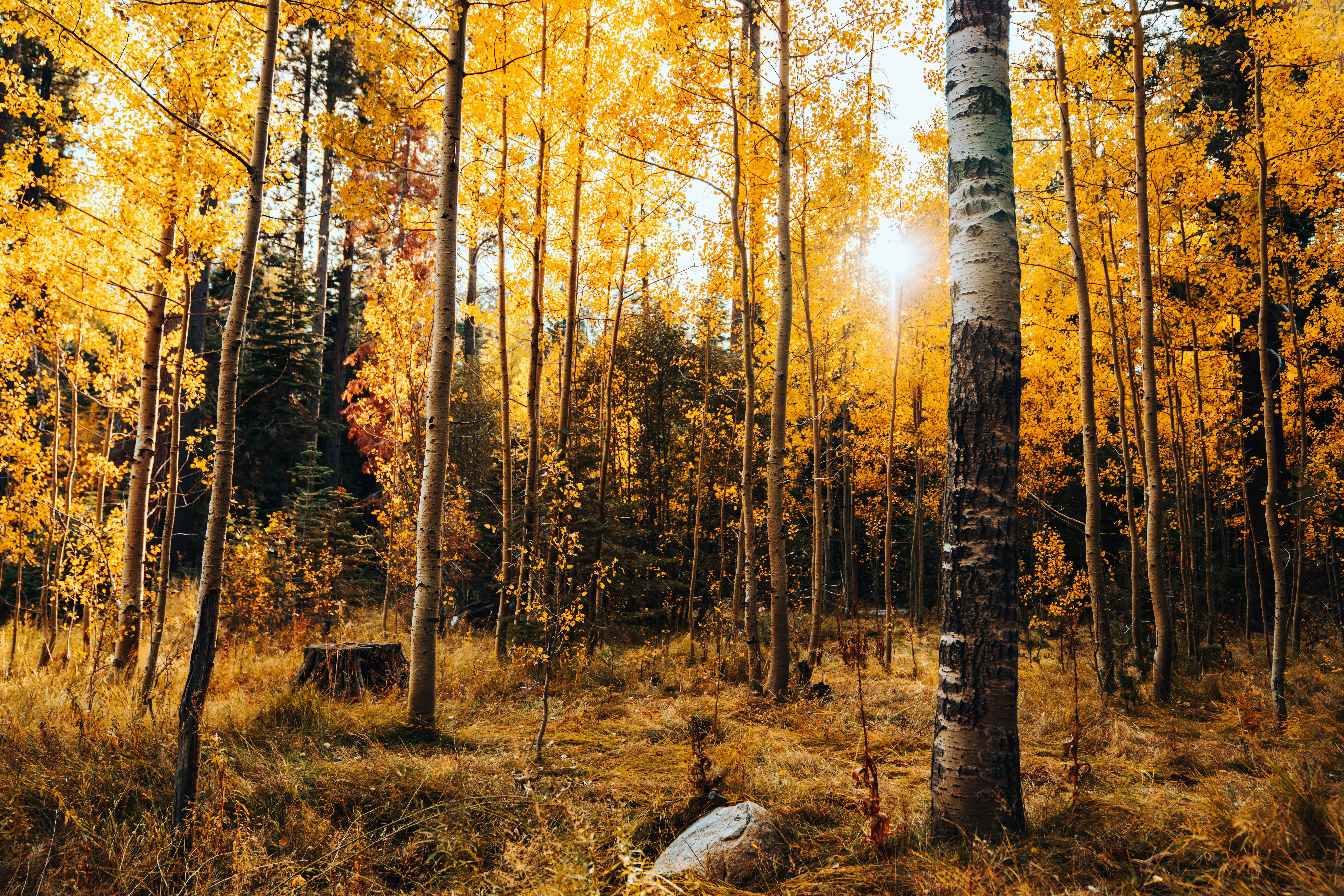 Fall 2026 guide to leaf-peeping in New Mexico