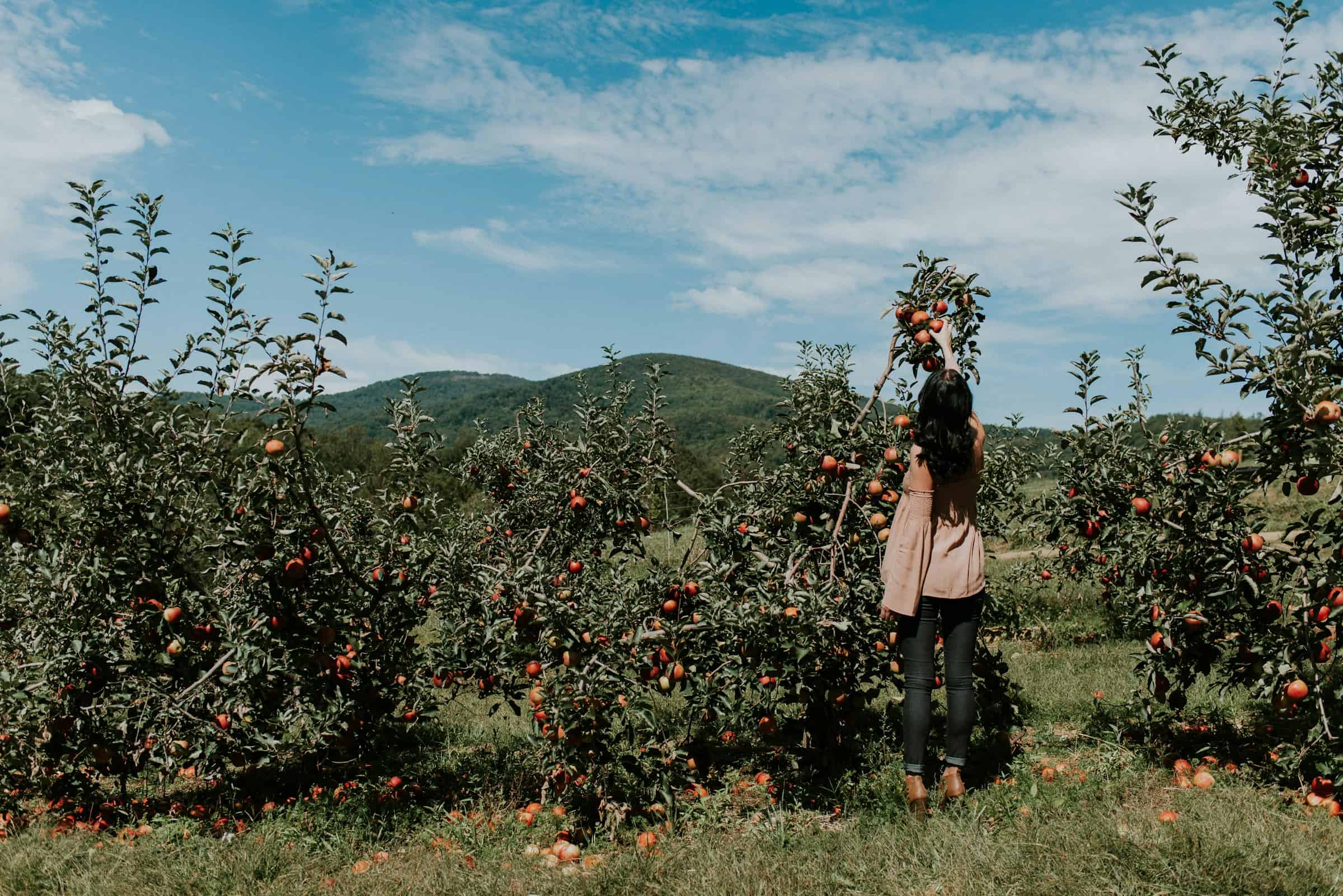 5 orchards in North Carolina perfect for apple-picking, baked goods, & fall fun 