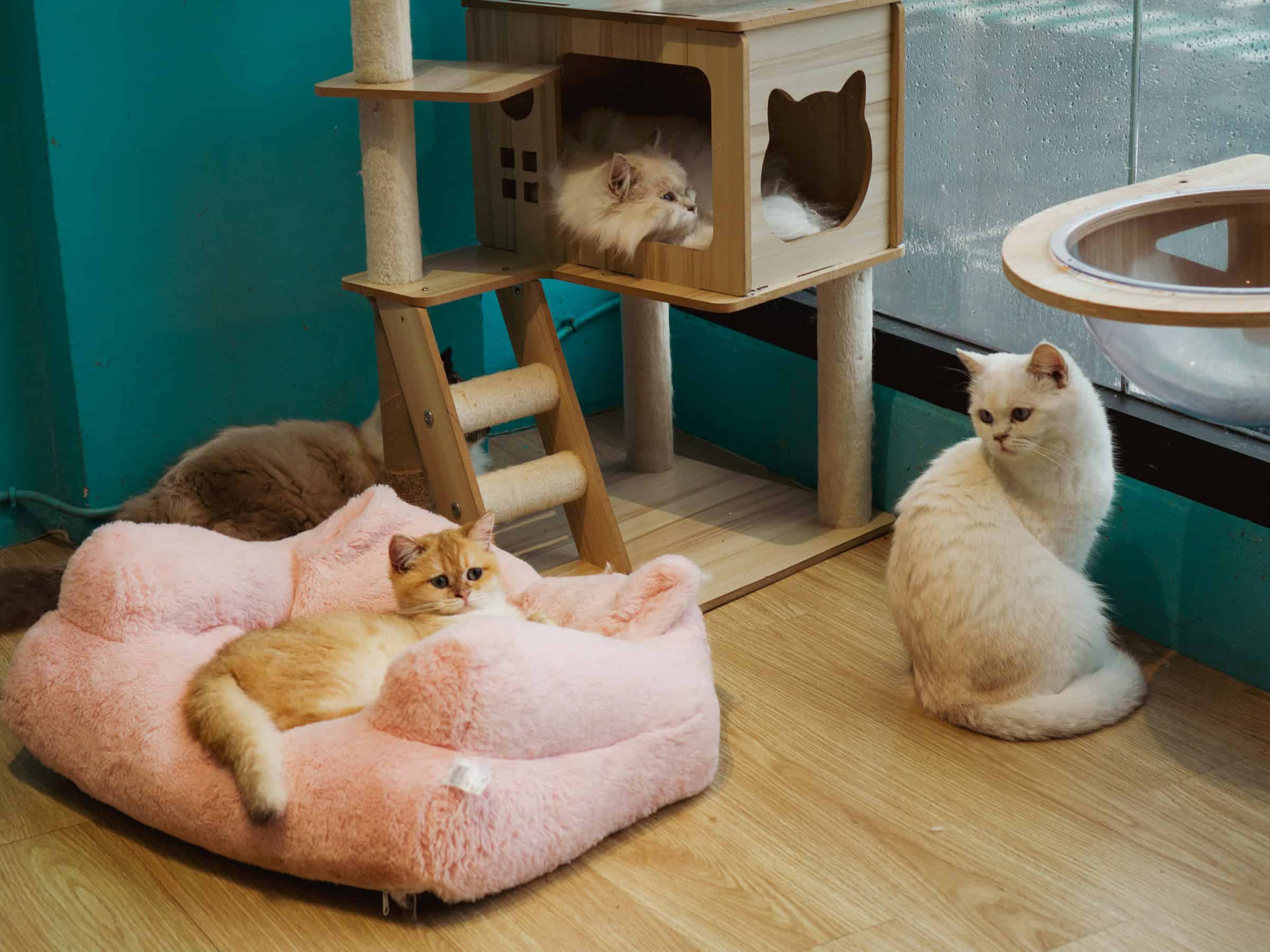 Everything you need to know about the 2 cat cafes in New Mexico
