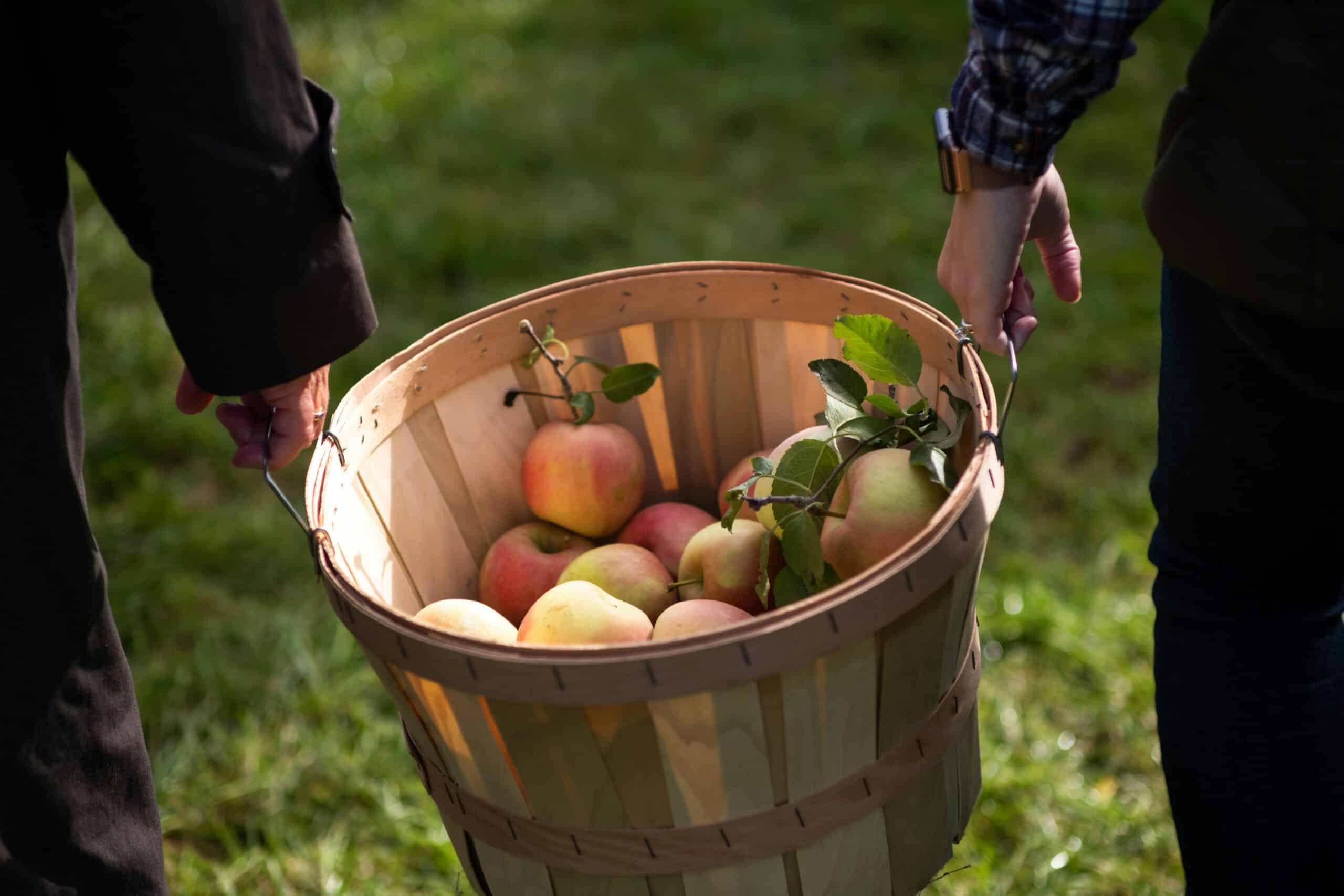 9 orchards in Minnesota perfect for apple picking, cider sipping, & fall fun