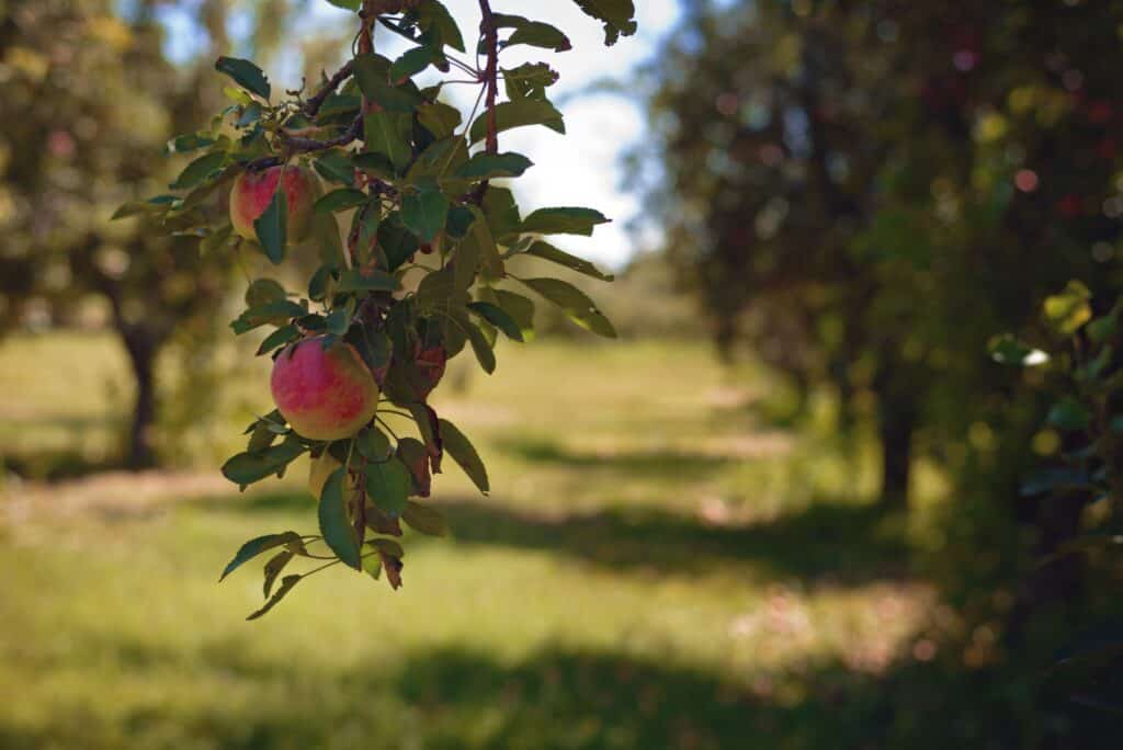 Yes, apple picking is a thing in New Mexico! Here are 4 orchards worth checking out