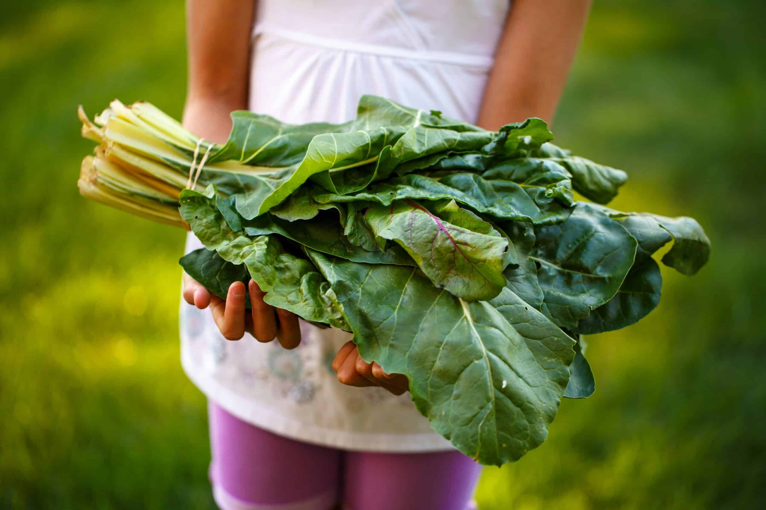 Michigan CSAs offer another way to buy fresh produce as grocery prices rise
