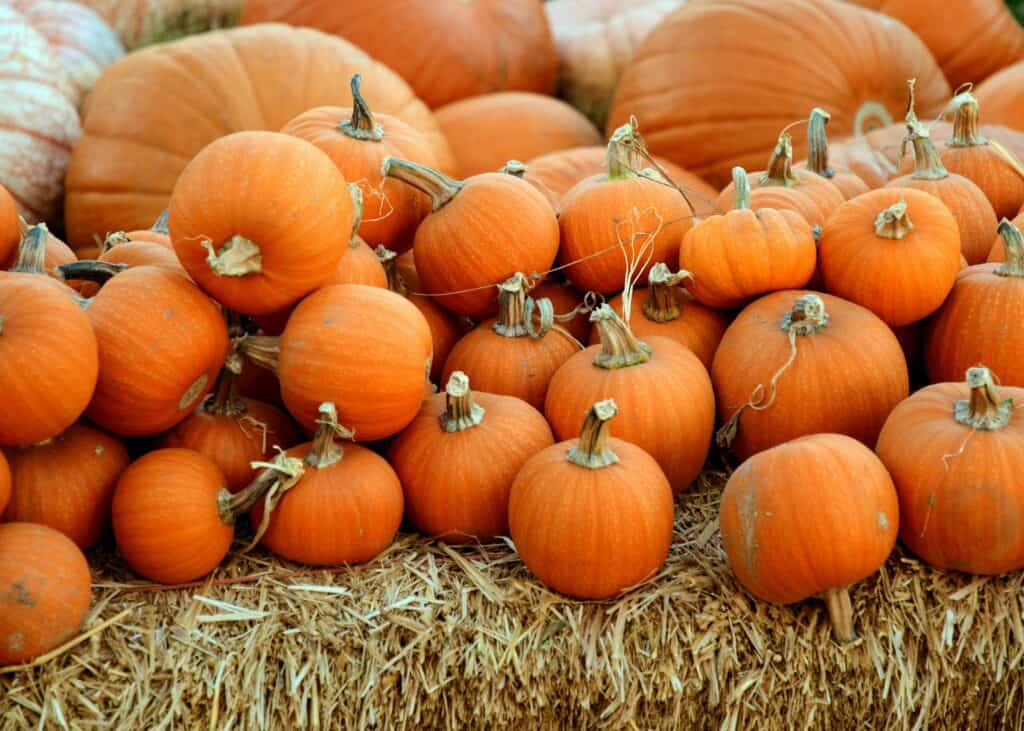 October fun: Things to do in Northern Colorado this month