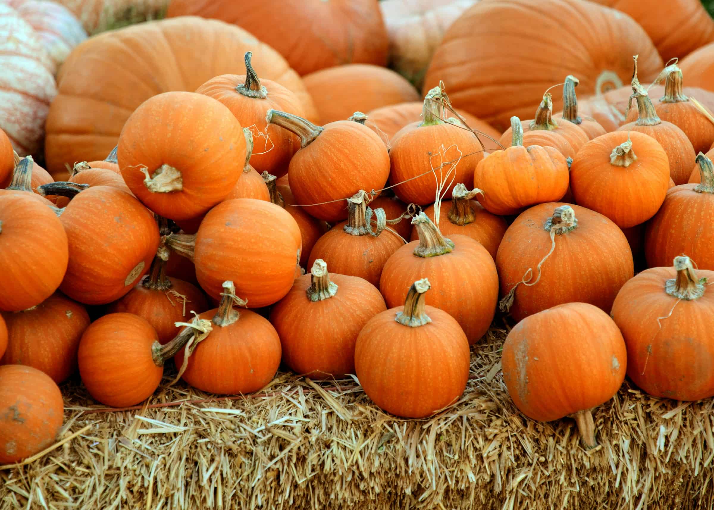 October fun: Things to do in Northern Colorado this month