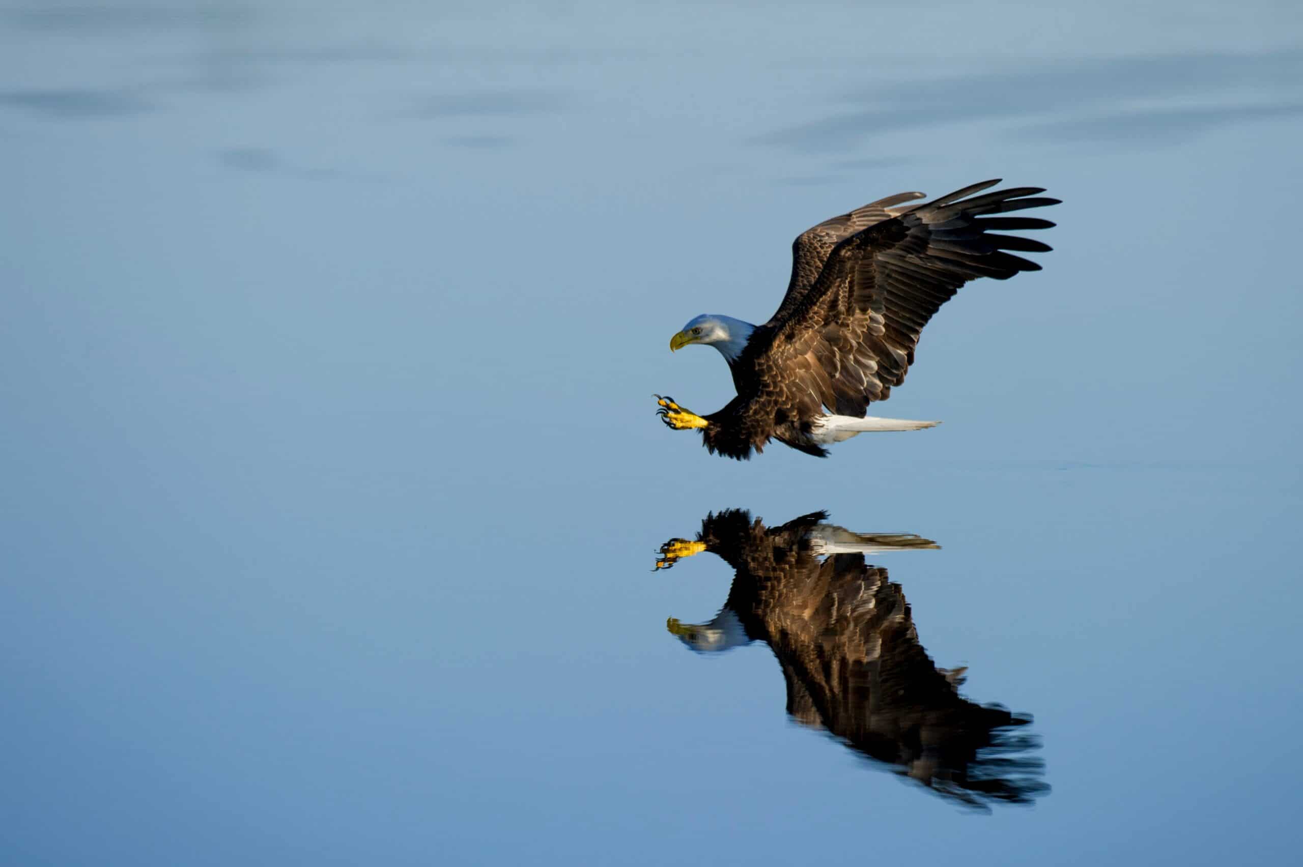 Eagle-watching season is almost upon us! Here’s where to spot them in Dubuque