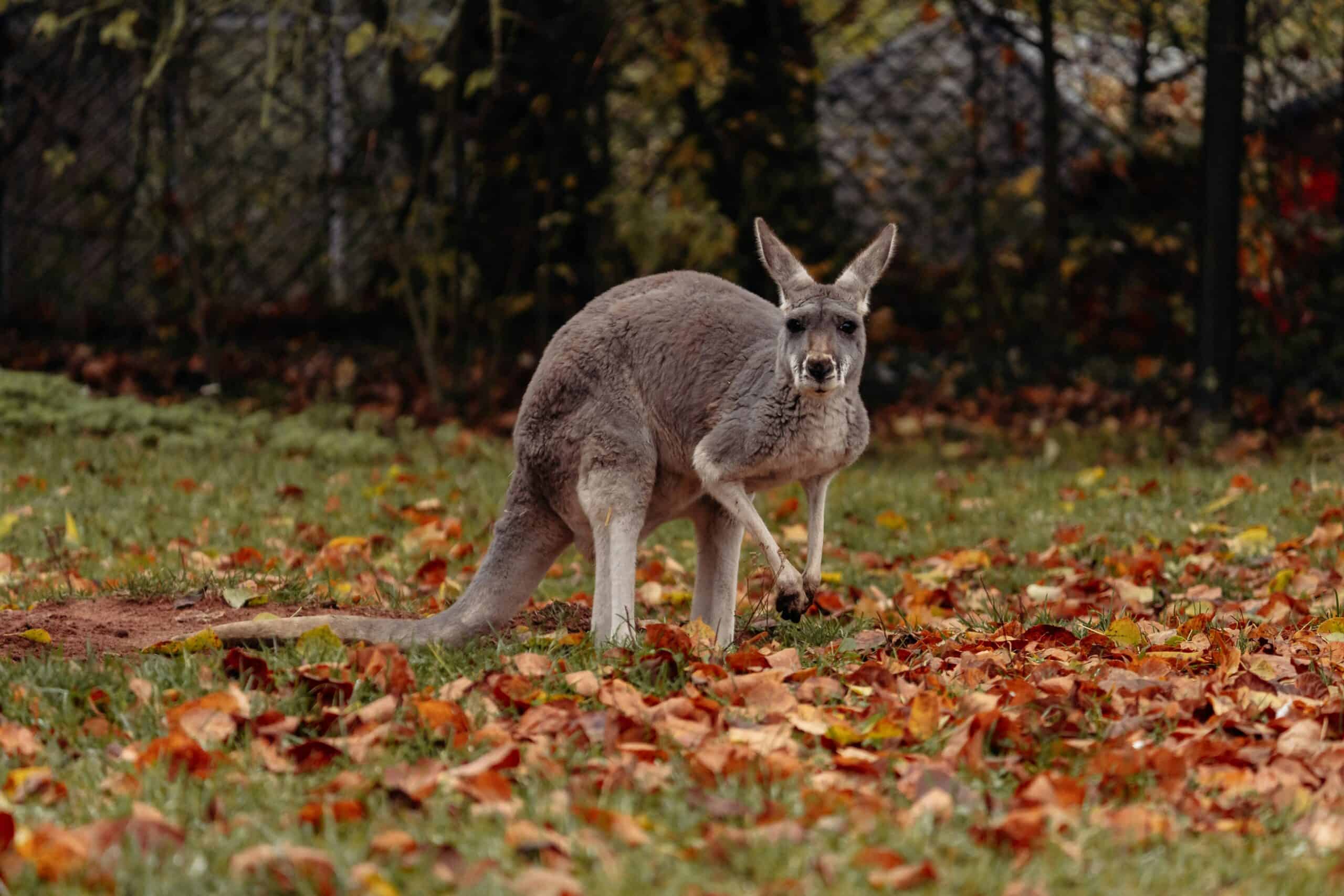 Your Lansing fall bucket list: 11 must-do October activities